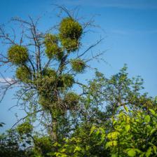 gui arbre