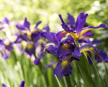 Iris : plantation et entretien des fleurs