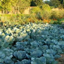 legumes hiver