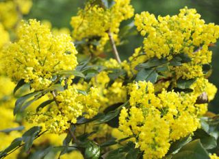 mahonia