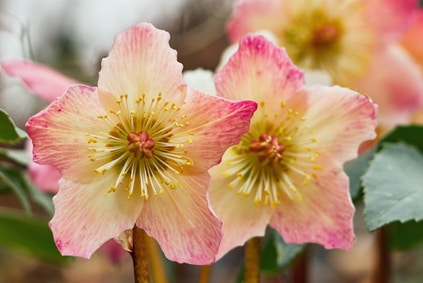 Les plantes & fleurs d'hiver