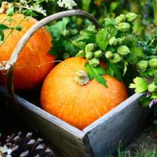 travaux automne potager jardin
