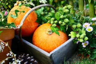 travaux-automne-potager-jardin - L’automne, saison idéale pour préparer son jardin.
