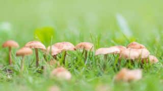 Champignons jardin pelouse