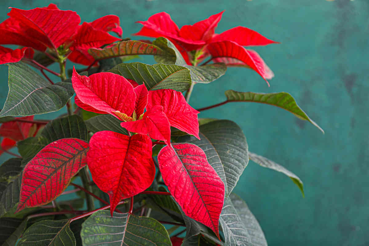 Poinsettia, Etoile de Noël : tous les conseils d'entretien