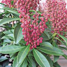 Pieris
