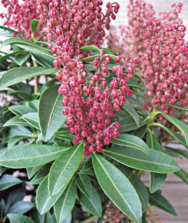 Pieris1 - Pieris des 4 saisons