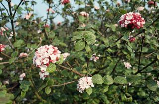 Viburnum carlesii - viorne hiver