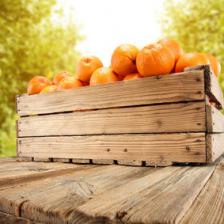 Which fruit trees will do best in my garden?