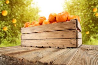 fruitier oranger