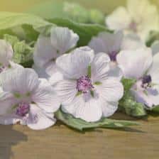 Guimauve Althaea officinalis