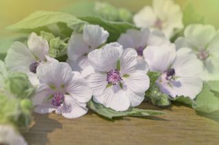 guimauve-althaea-officinalis- - Guimauve : bienfaits et vertus