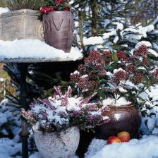 jardiniere hiver