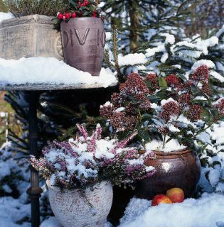 jardiniere hiver