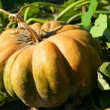 legume ancien oublie