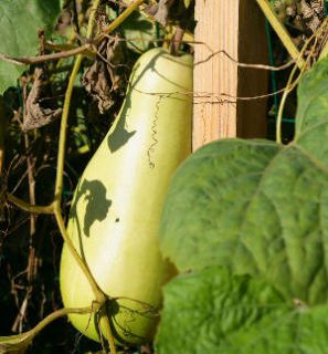 Les légumes anciens et souvent oubliés