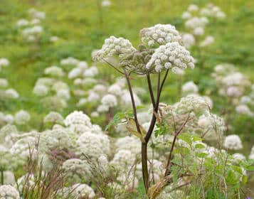 Valeriana officinale