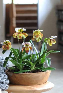 Orchidee paphiopedilum