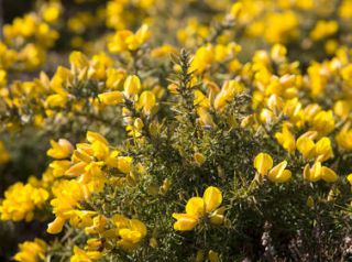 ajonc en fleur jaune