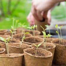 calendrier semis récolte potager