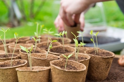 Calendrier de semis et récolte au potager