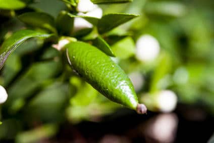 Finger Lime (citron Caviar) (Disponible en Mai ou Juin 2024)