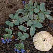 mertensia maritima
