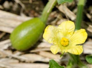 Jeune plant de pastèque