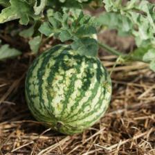 Watermelon, how to grow it best