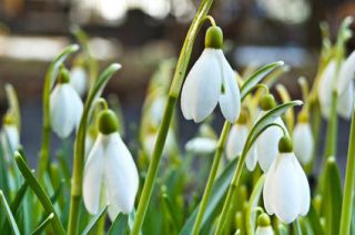 Perce neige à fleur blanche