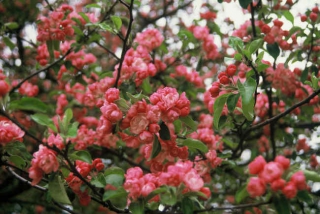 pommier-ornement - Des fleurs à foison avec les pommiers d’ornement