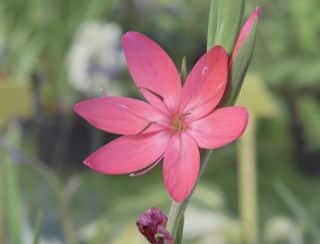 Schizostylis - lys des cafres