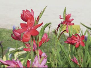 schizostylis - lis des cafres