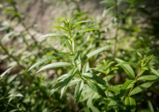 verveine-officinale - Adepte de la méditation, voici 5 plantes qui vont vous aider à vous relaxer