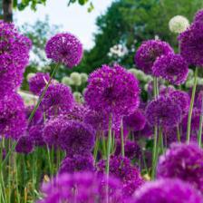 Allium