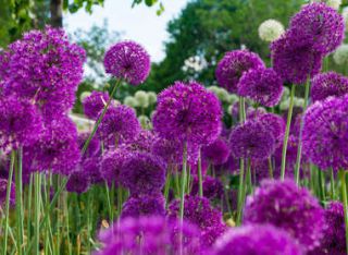 Allium entretien