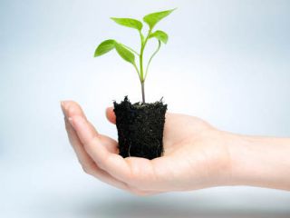 mini-motte - Bien réussir les plantes en mini-mottes