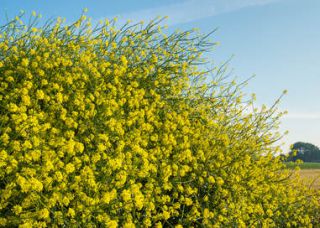 moutarde-vertu - Moutarde : une plante aux multiples bienfaits et vertus
