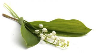 Muguet