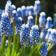 muscari