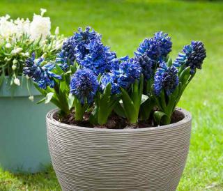 muscari en pot