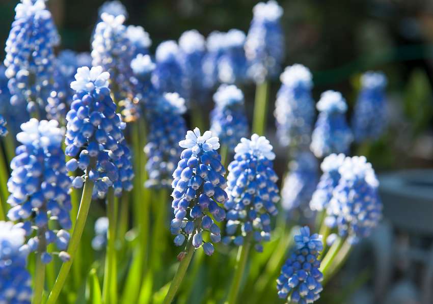 Jacinthes, narcisses, tulipes Pour avoir des fleurs cet hiver, il faut  forcer les bulbes dès maintenant