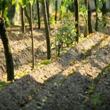 Spring sowing and planting