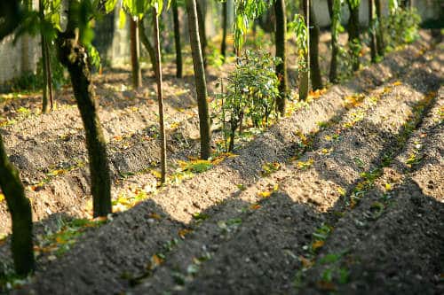 semis de printemps