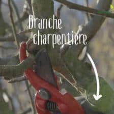 taille pommier poirier