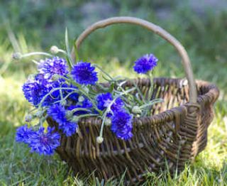 bleuet plante sante bienfaits vertu 