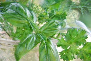 aérophagie plantes
