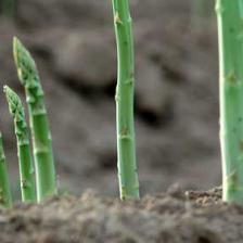 asperge