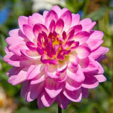 Dahlia