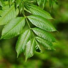 Ash tree health benefits and therapeutic value
